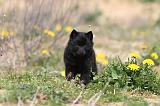 SCHIPPERKE 158